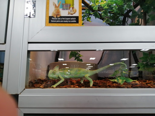 Pet Supply Store «Pet Supermarket, Inc.», reviews and photos, 1052 Peachtree Industrial Blvd, Suwanee, GA 30024, USA