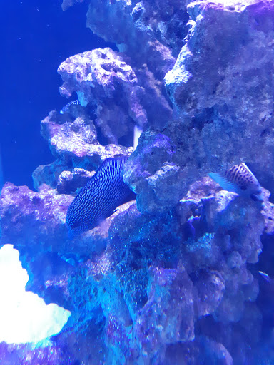 Pet Supply Store «New Wave Aquaria», reviews and photos, 14100 23rd Ave N, Minneapolis, MN 55447, USA