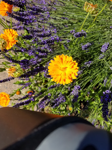 Farm «Oregon Lavender Farm», reviews and photos, 20949 S Harris Rd, Oregon City, OR 97045, USA