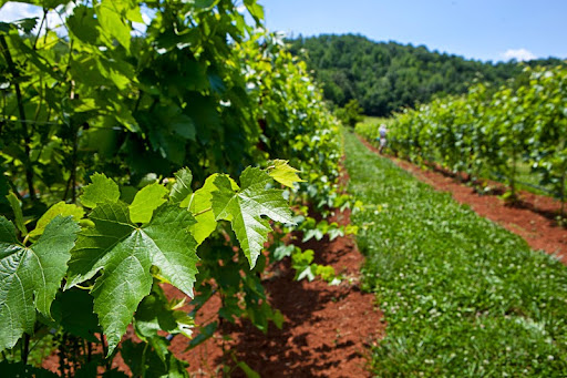 Winery «Loving Cup Vineyard & Winery», reviews and photos, 3340 Sutherland Rd, North Garden, VA 22959, USA