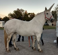 Color Me Crazy Beauty Parlor - Photo 2 - Car repair in Idaho Falls, ID, Idaho Falls