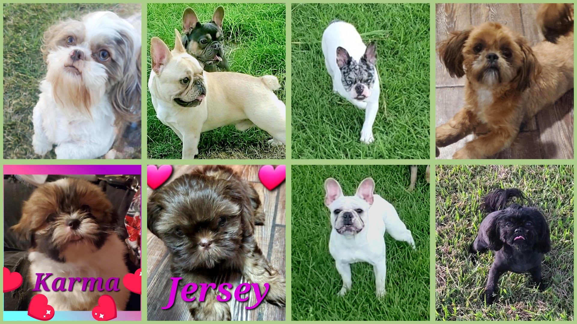 A&B 5 Star Frenchies and Royal Shih Tzus