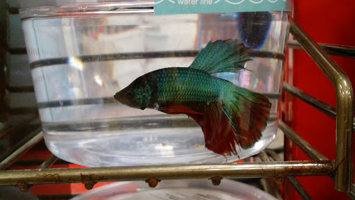 Pet Supply Store «Petco Animal Supplies», reviews and photos, 1951 N Military Trl c, West Palm Beach, FL 33409, USA