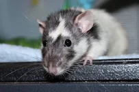 Scaled Sitting & Services - Car repair in , Tucson - Rated 5.0/5