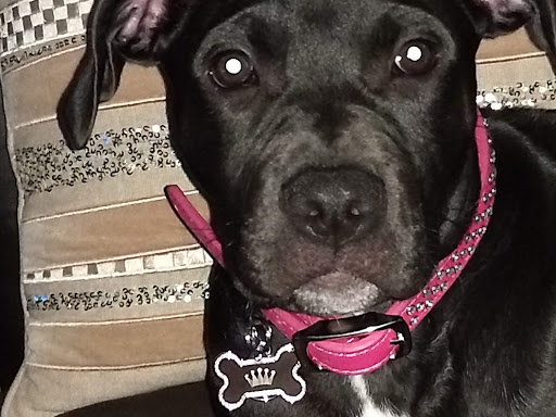 Pet Supply Store «Petco Animal Supplies», reviews and photos, 5120 E Bay Dr, Clearwater, FL 33764, USA