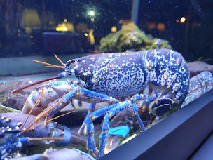 Photo n°68 de Restaurant Le Yacht Club à La Grande-Motte ()