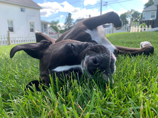 Pet Supply Store «Thomaston Feed of Cheshire», reviews and photos, 851 S Main St, Cheshire, CT 06410, USA