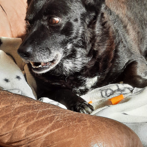 Tierarztpraxis Geiger unter Lehe, 