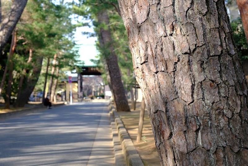 豪徳寺参道の松並木
