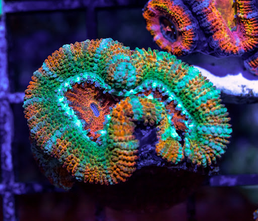 Aquarium «VIP Reef Aquarium», reviews and photos, 16300 SW 137th Ave #121, Miami, FL 33177, USA