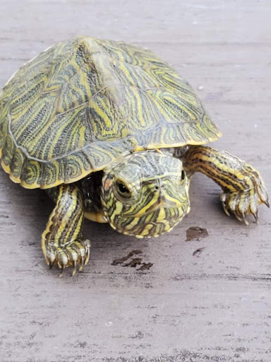 Nature Preserve «Blackwell Forest Preserve», reviews and photos, Butterfield Rd, Warrenville, IL 60555, USA