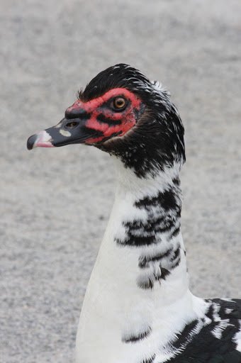 Farm «Russell Orchards», reviews and photos, 143 Argilla Rd, Ipswich, MA 01938, USA