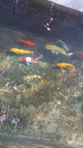 Top 20 cửa hàng cá koi Huyện Kiến Thụy Hải Phòng 2022