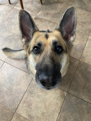 Pet Supply Store «PetSmart», reviews and photos, 1112 Town Square Rd, Pottstown, PA 19465, USA