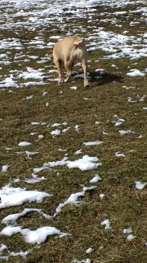 Park «Maple Hill Dog Park», reviews and photos, 390 County Rd 78, Middletown, NY 10940, USA