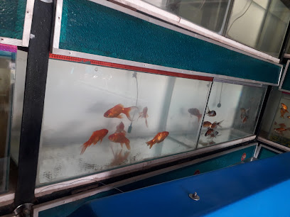 Shree Balaji Fish Aquarium