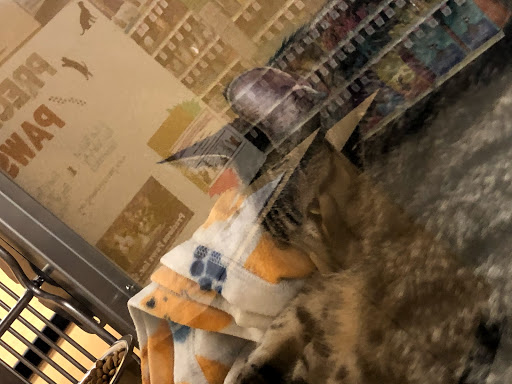 Pet Supply Store «PetSmart», reviews and photos, 156 Old Little Britain Rd, Newburgh, NY 12550, USA