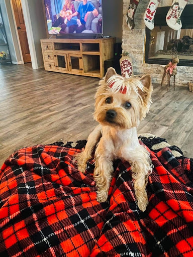 Pet Groomer «Doggie Style Bowtique», reviews and photos, 1713 Westport Rd, Kansas City, MO 64111, USA