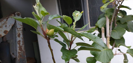 Help Garden Paisagismo e Meio Ambiente Socorro Mogi das Cruzes