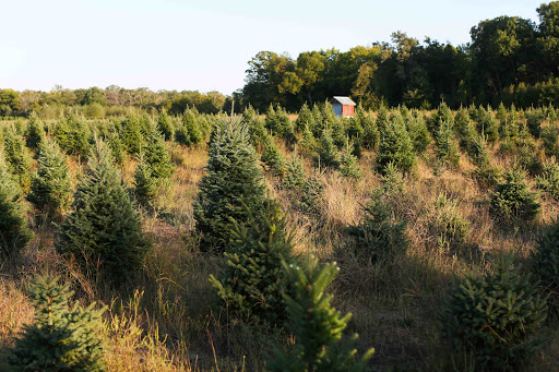Our Farm Christmas Trees