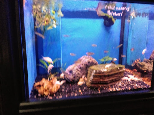 Pet Supply Store «New Wave Aquaria», reviews and photos, 14100 23rd Ave N, Minneapolis, MN 55447, USA