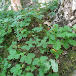 Photo n°8 de l'avis de veiner.e fait le 30/06/2019 à 18:12 sur le  Badia di Moscheta Srl à Firenzuola