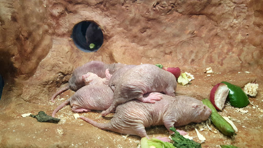 Zoo «Small Mammal House», reviews and photos, 95 Olmsted Walk, Washington, DC 20008, USA