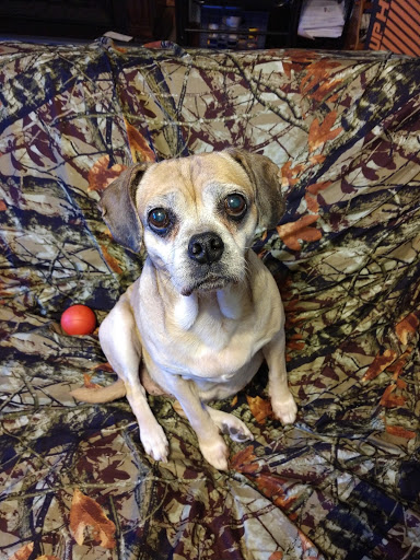 Pet Supply Store «Petco Animal Supplies», reviews and photos, 1065 Kennedy Rd, Windsor, CT 06095, USA