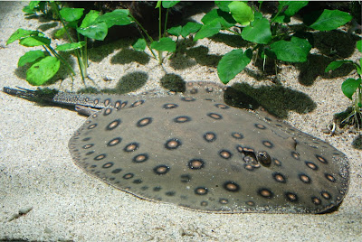 Aquarium des Tropiques à Allex