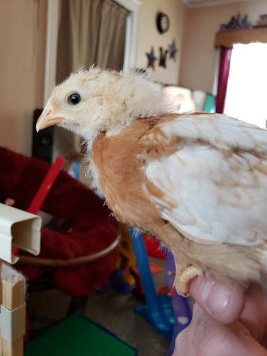 Home Improvement Store «Tractor Supply Co.», reviews and photos, 6015 S Transit Rd, Lockport, NY 14094, USA