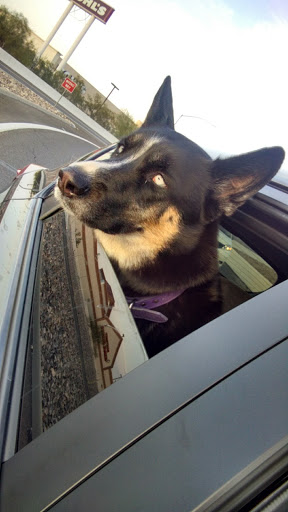 Pet Supply Store «At Your Services Pet Supplies», reviews and photos, 55 S Valle Verde Dr #300, Henderson, NV 89012, USA