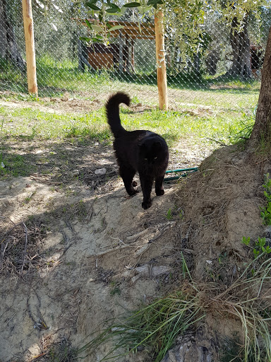 Pensioni per cani e dog hotel a Il Borgatto