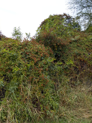 Park «Arroyo Park», reviews and photos, 1101 E New Hampshire St, Harlingen, TX 78550, USA