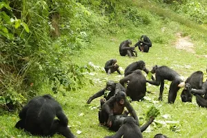 Lola ya Bonobo Sanctuary image