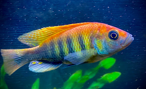 CaliforniaCichlids.com