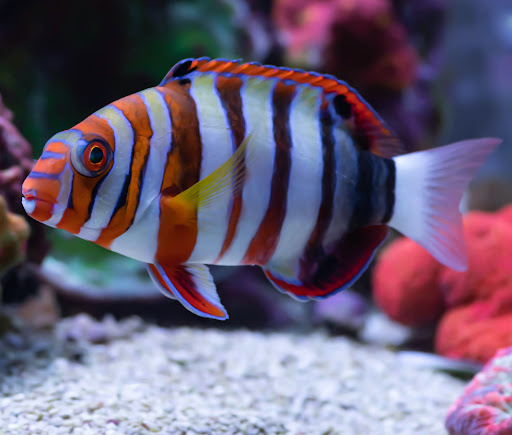 Aquarium «Aquatic Design & Development Group, LLC», reviews and photos, 1725 SW 17th St, Ocala, FL 34471, USA