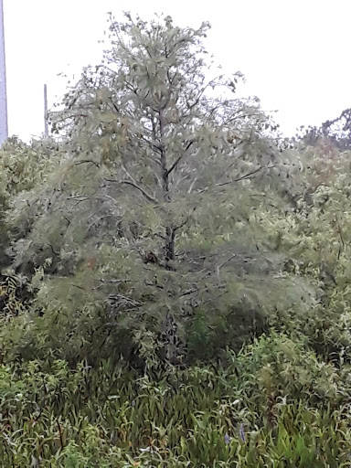 Nature Preserve «Karen T. Marcus Sandhill Crane Access Park», reviews and photos, 8175 PGA Boulevard, Palm Beach Gardens, FL 33418, USA
