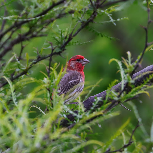 Nature Preserve «Mitchell Lake Audubon Center», reviews and photos, 10750 Pleasanton Rd, San Antonio, TX 78221, USA