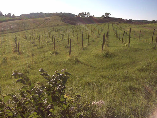 Winery «Cottage Winery and Vineyard», reviews and photos, N7391 County Road F, Menomonie, WI 54751, USA