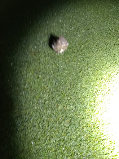 Golf Course «Del Norte Golf Course», reviews and photos, 130 Club Dr, Crescent City, CA 95531, USA