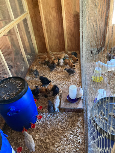 Little Birdie Chicken Farm and Hatchery