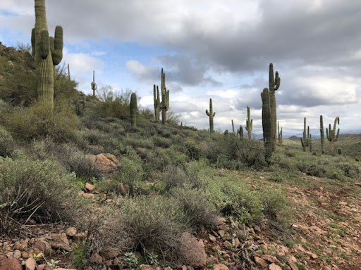 Tourist Attraction «Apache Trail Tours», reviews and photos, 4650 N Mammoth Mine Rd, Apache Junction, AZ 85119, USA