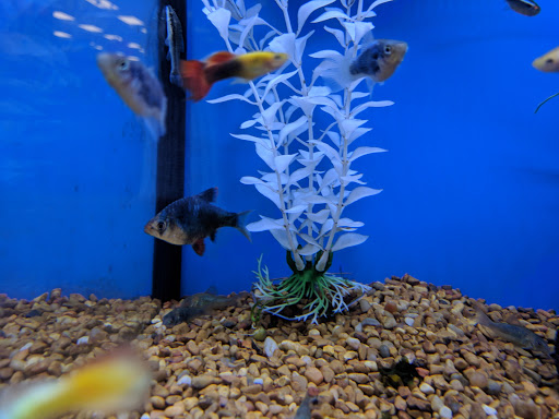 Pet Supply Store «Petco Animal Supplies», reviews and photos, 51 Middlesex Turnpike, Burlington, MA 01803, USA