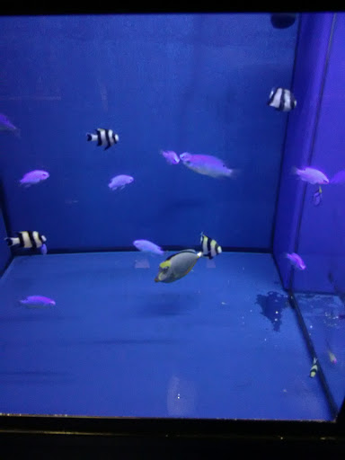 Pet Store «Reef Valley», reviews and photos, 101 N McColl Rd #4, McAllen, TX 78501, USA