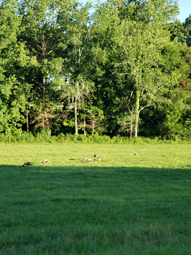 National Forest «Land Between the Lakes National Recreation Area», reviews and photos, 238 Visitor Center Dr, Golden Pond, KY 42211, USA