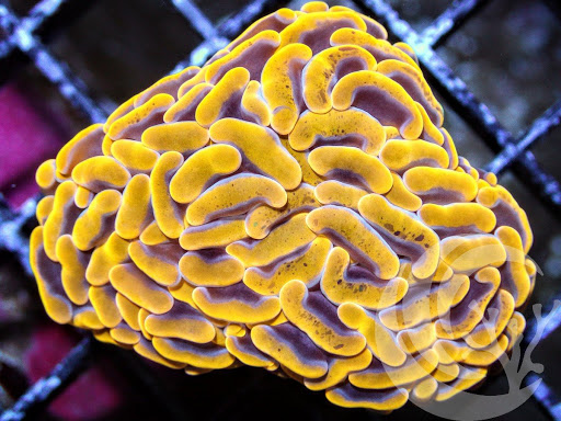 Pet Supply Store «Pacific East Aquaculture», reviews and photos, 107 School St, Mardela Springs, MD 21837, USA