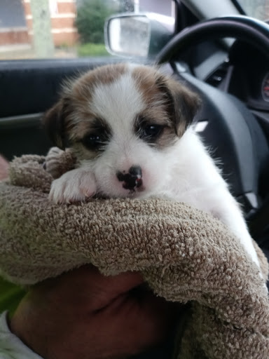 Pet Supply Store «PetSmart», reviews and photos, 351 N Frontage Rd, New London, CT 06320, USA