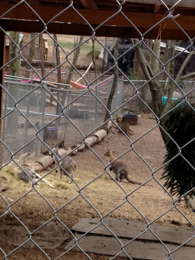 Zoo «Wildlife Wonders», reviews and photos, 2754 Paradise Valley Rd, Cleveland, GA 30528, USA