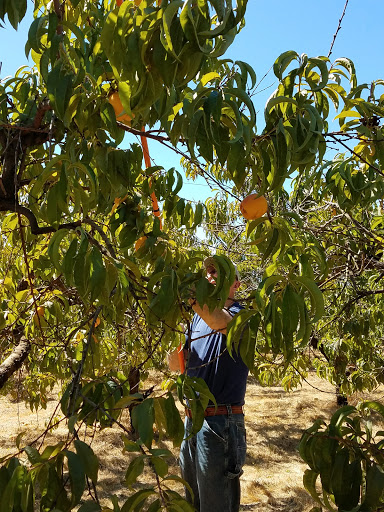 Produce Market «Pilgrim Orchards Baugh», reviews and photos, 13627 Arndt Rd, Aurora, OR 97002, USA