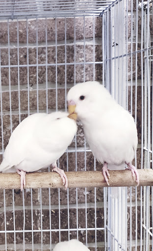 Pet Store «Louis Birds Pets & Supplies», reviews and photos, 80 Keyes St, San Jose, CA 95122, USA